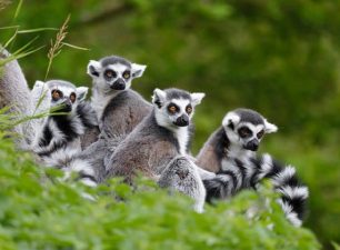 lemurs park